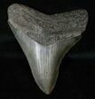 Megalodon Tooth - Serrated #16587-1